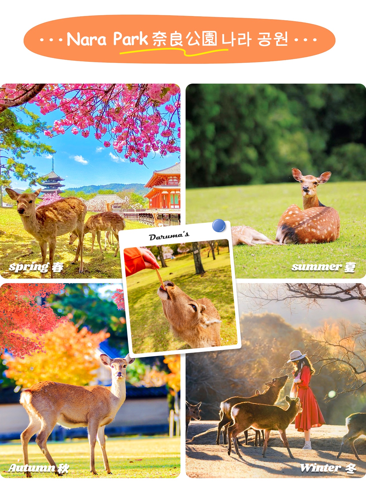 奈良公園：成群梅花鹿自在漫步，人與鹿共處的和諧畫面令人難忘🦌。