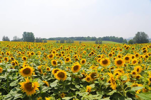 向日葵在夏日晴空下驕傲綻放。