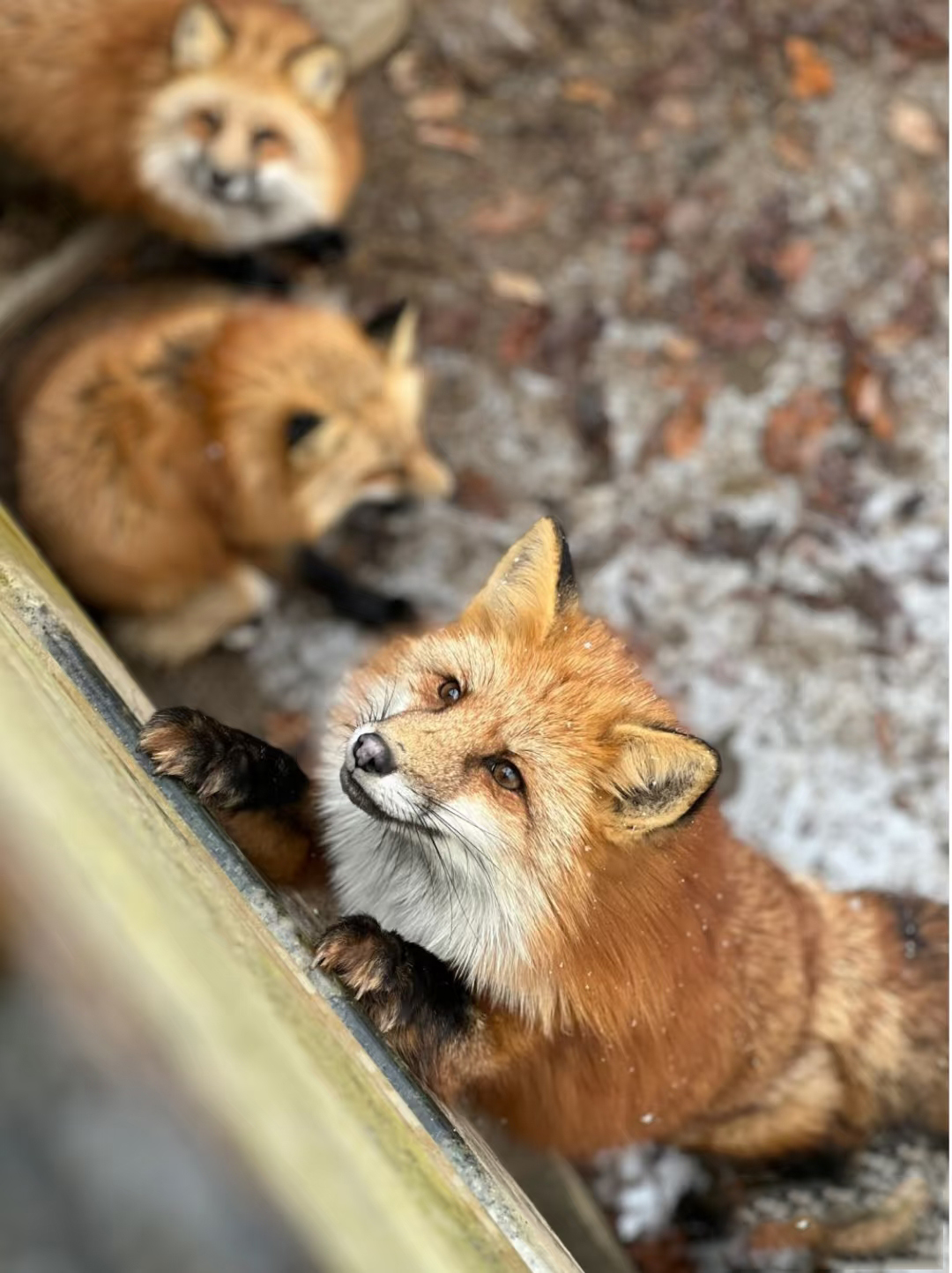 宮崎藏王狐狸村 宮崎藏王狐狸村