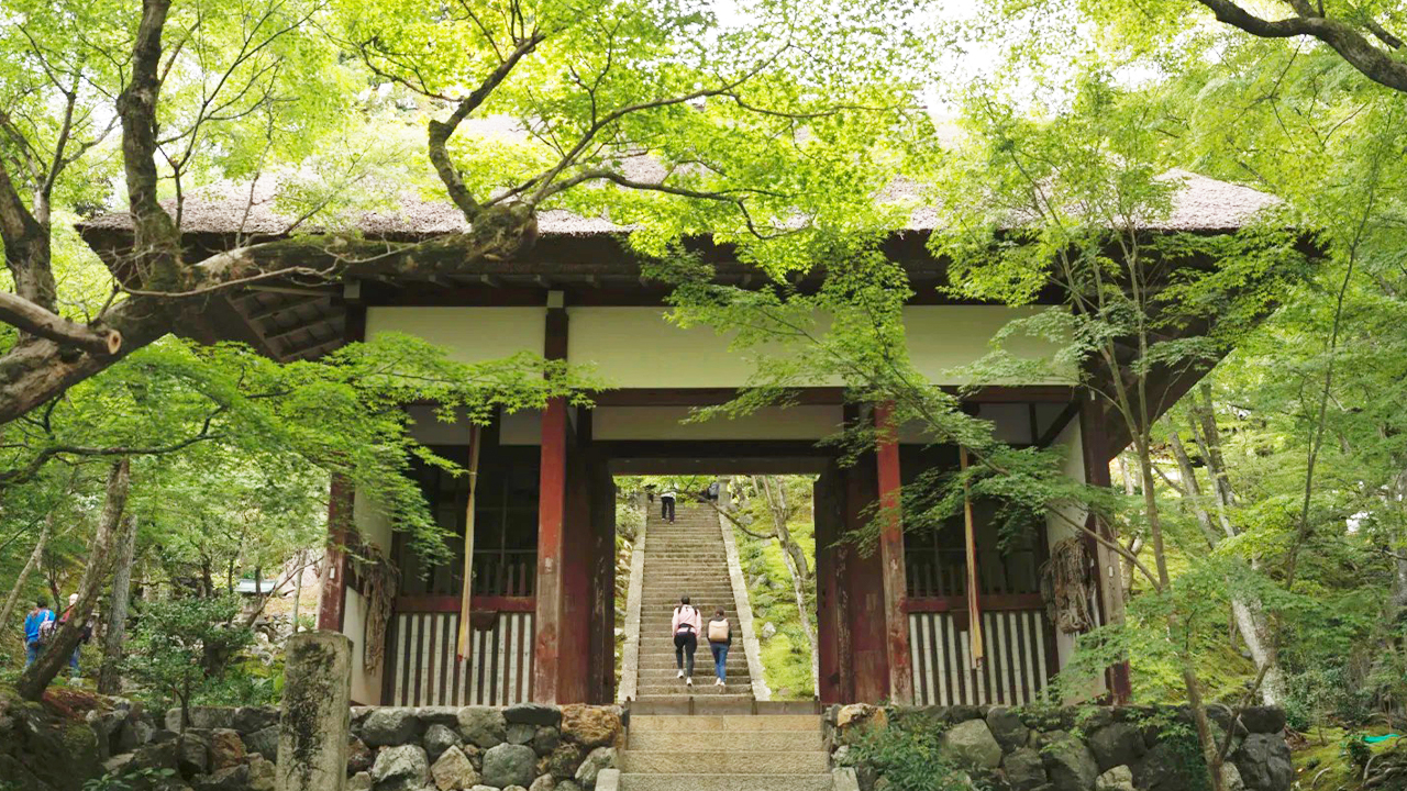 春夏季節，新綠的嫩葉與苔地形成鮮明對比，也別有一番風味。