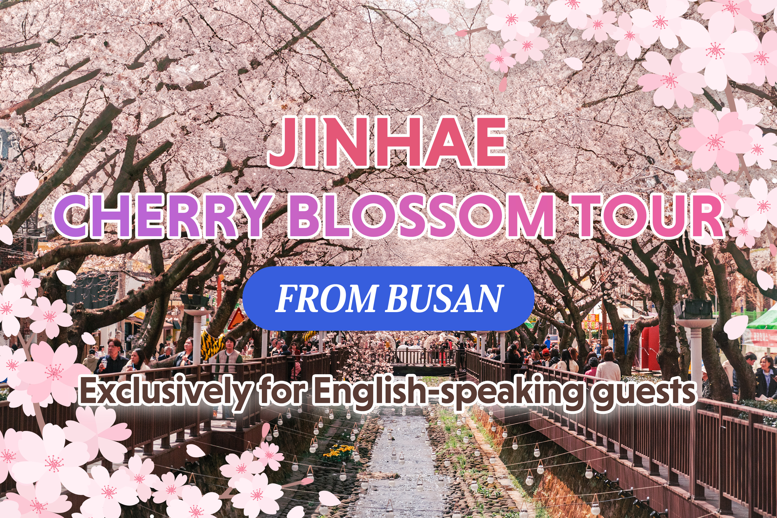 Jinhae Cherry Blossom Day trip from Busan - A Spring Adventure!