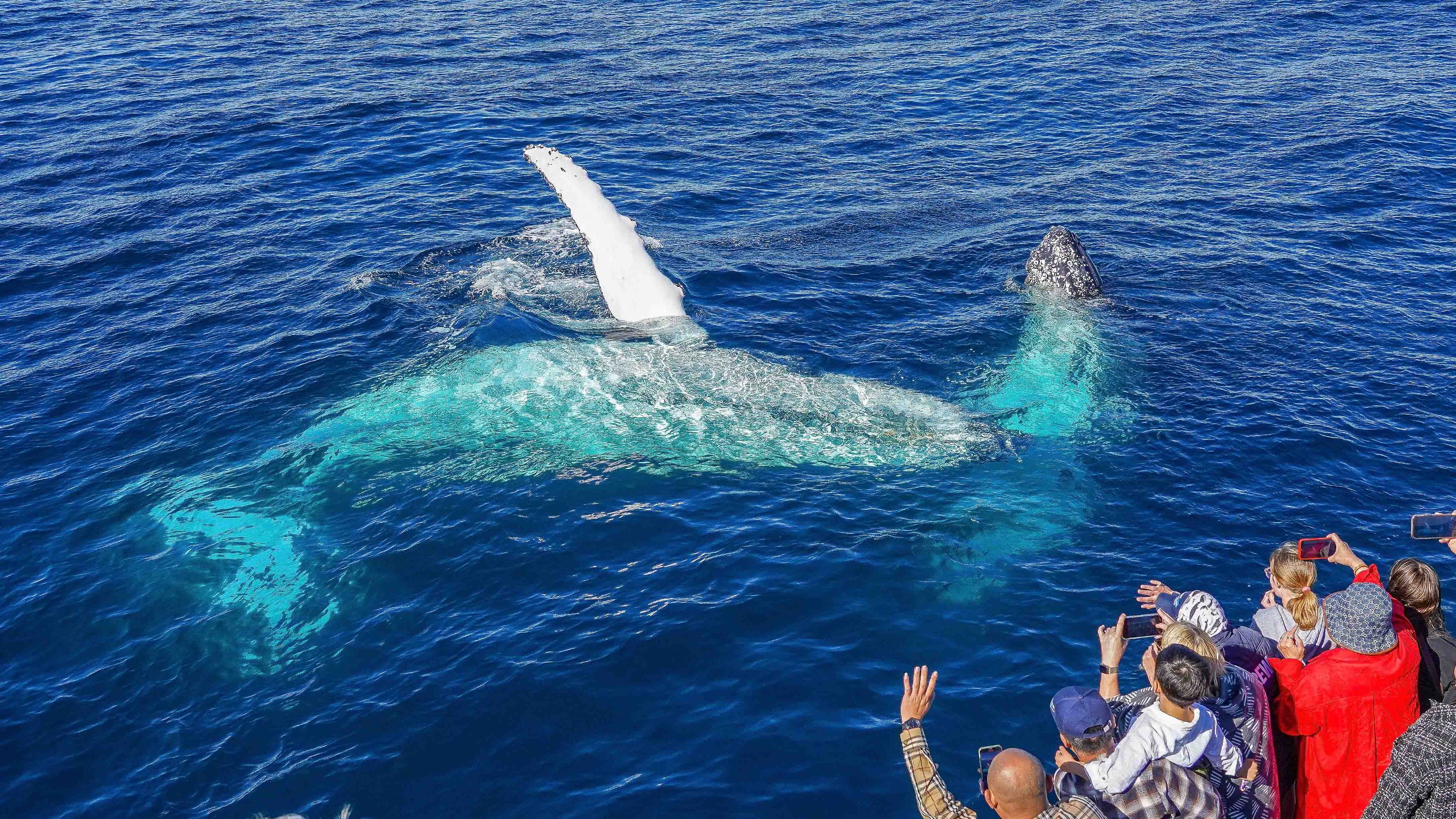 whale watching