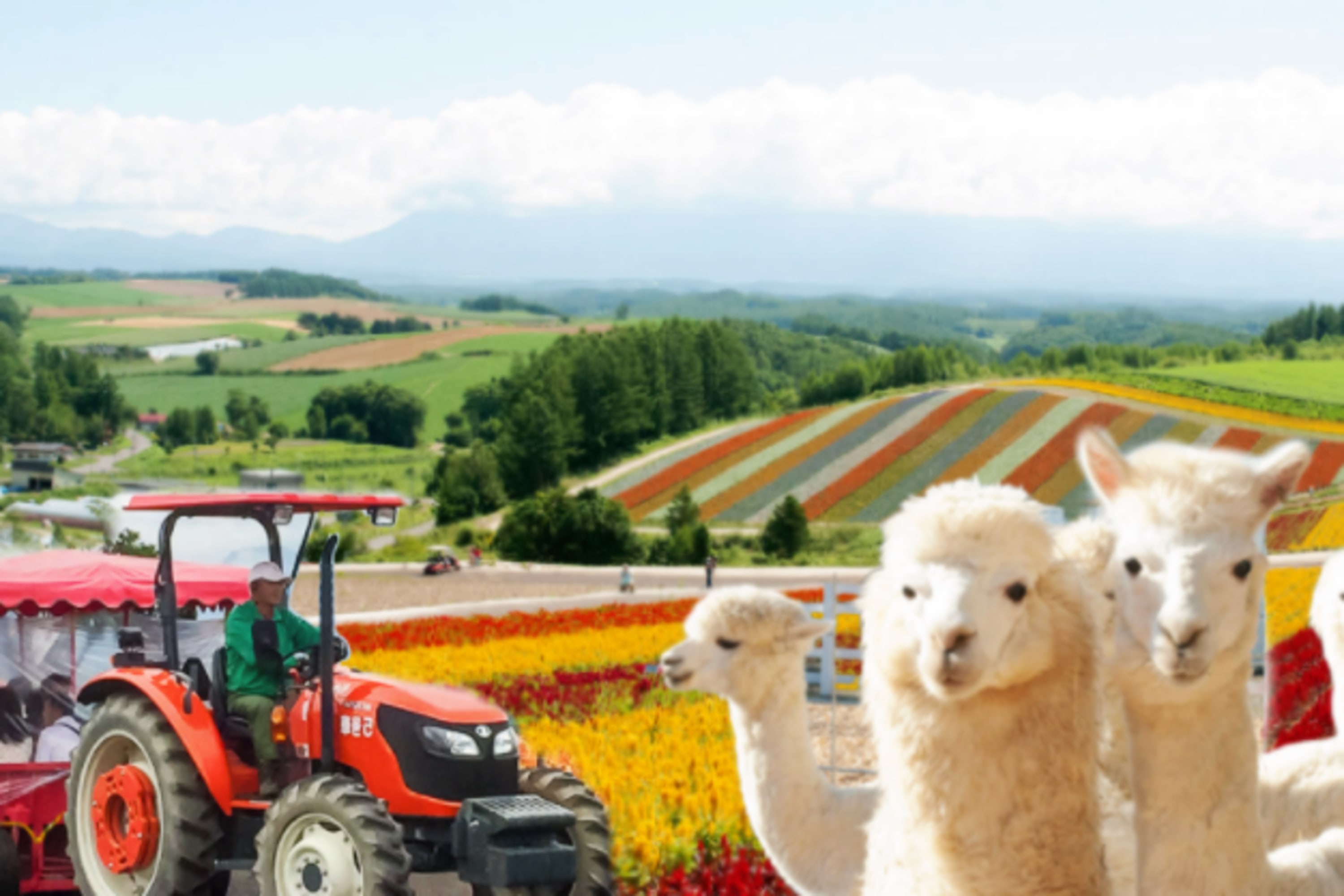 At Shikisai-no-oka, guests also have the opportunity to experience tractor sightseeing and feeding alpacas at their own expense.