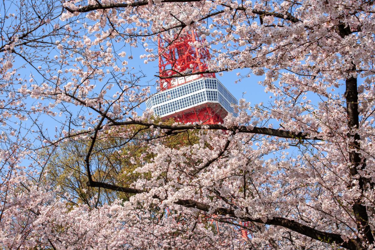 [Tokyo Cherry Blossom Recommendation] Asukayama Park & Rikugien Garden & Zojoji Temple Shiba Park (Tokyo Tower)