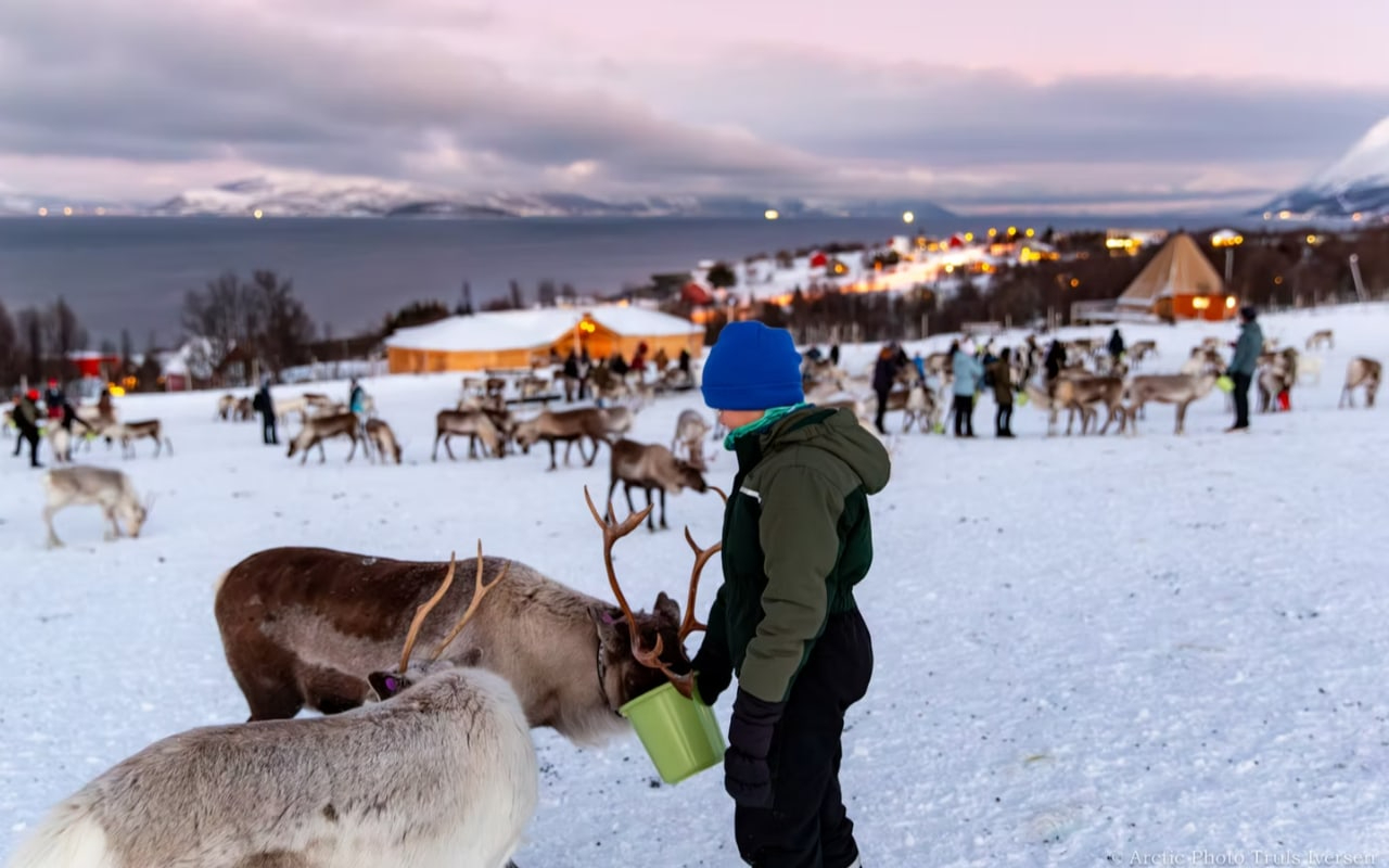 Glide through fresh snow on snowshoes, exploring Tromso's pristine nature