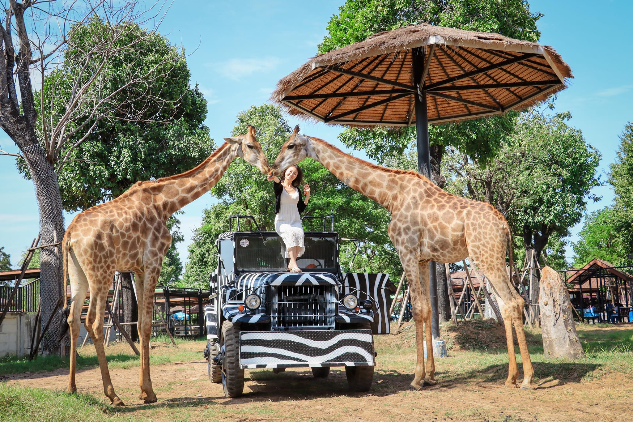 The Ancient Old Temples Of Ayutthaya And Sriayuthaya Lion Park