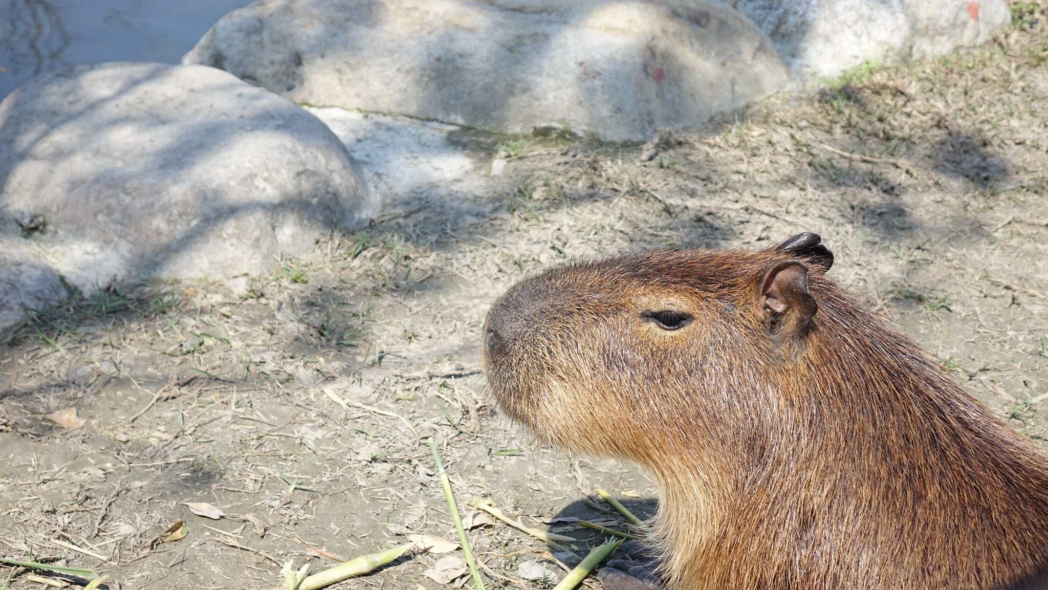 Yilan Grandpa Deer Farm Admission Ticket