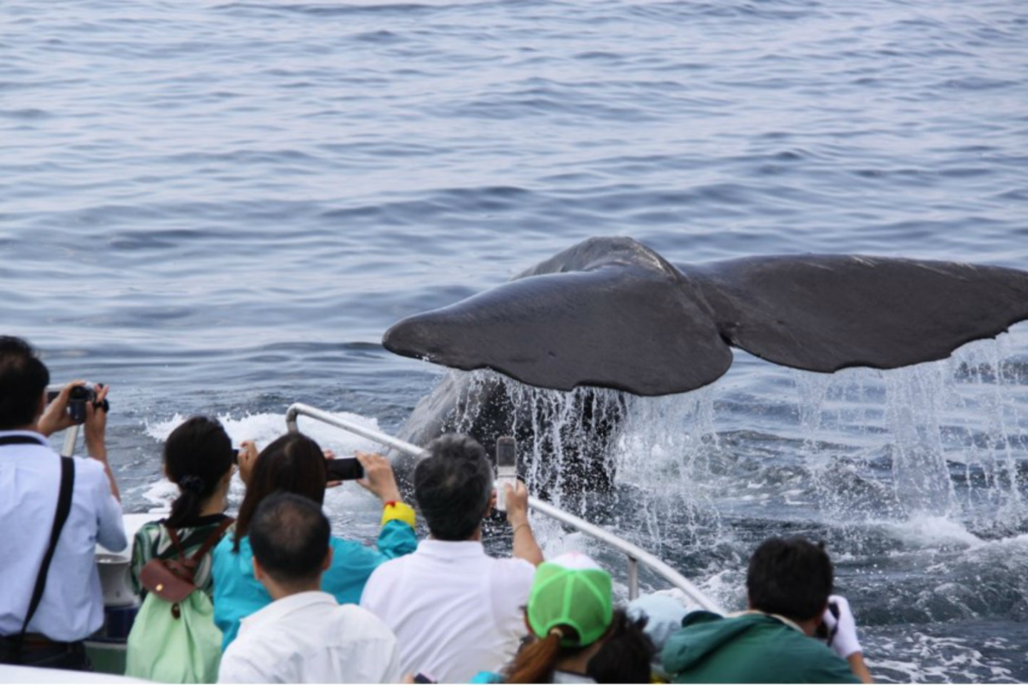 Wild Whale and Dolphin Sightseeing Cruise Experience in Hokkaido