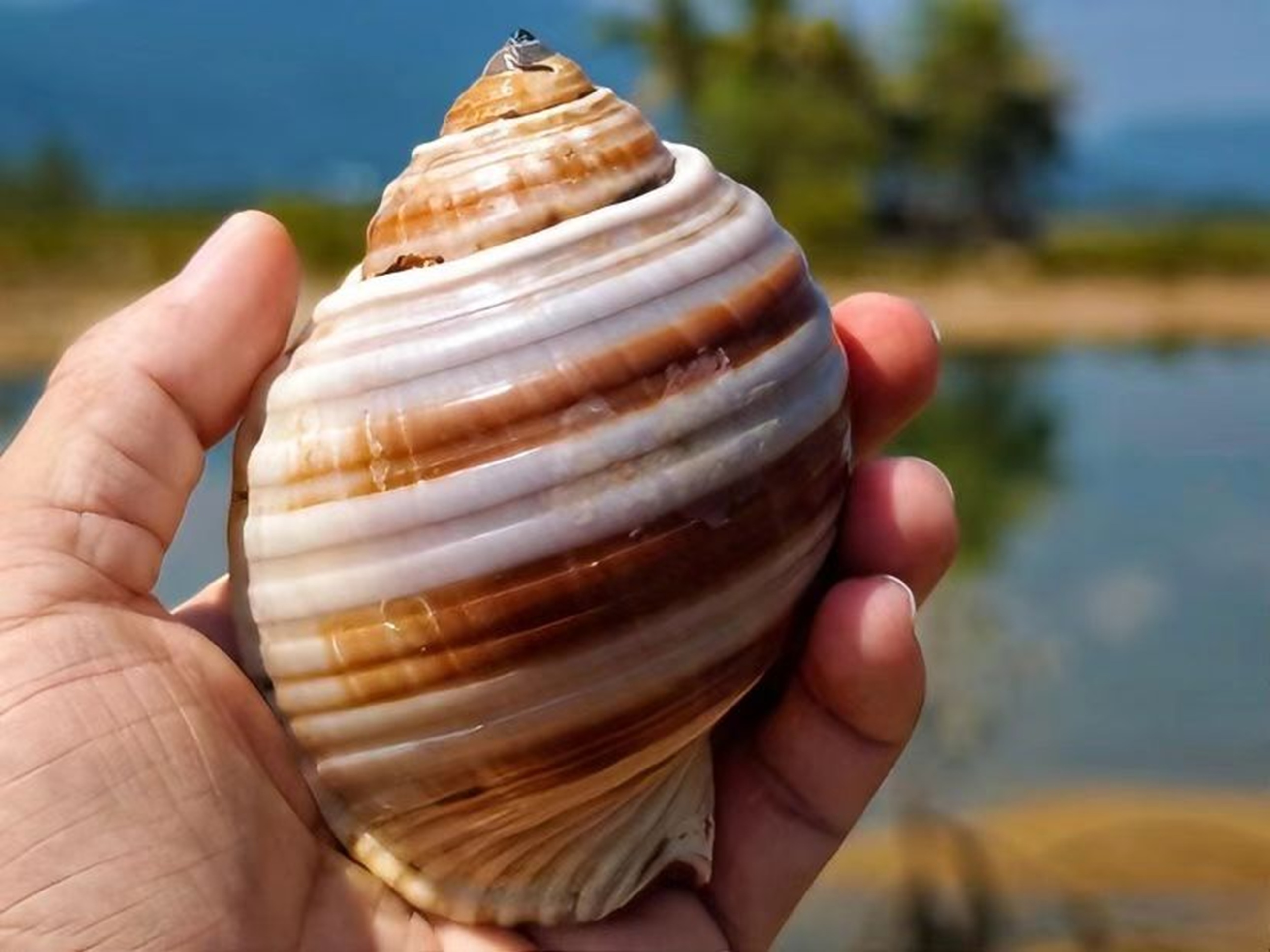掌心託著一隻條紋螺殼，棕白紋理層疊分明，螺頂帶小凸起，是趕海時可收藏的顏值貝殼，質感溫潤