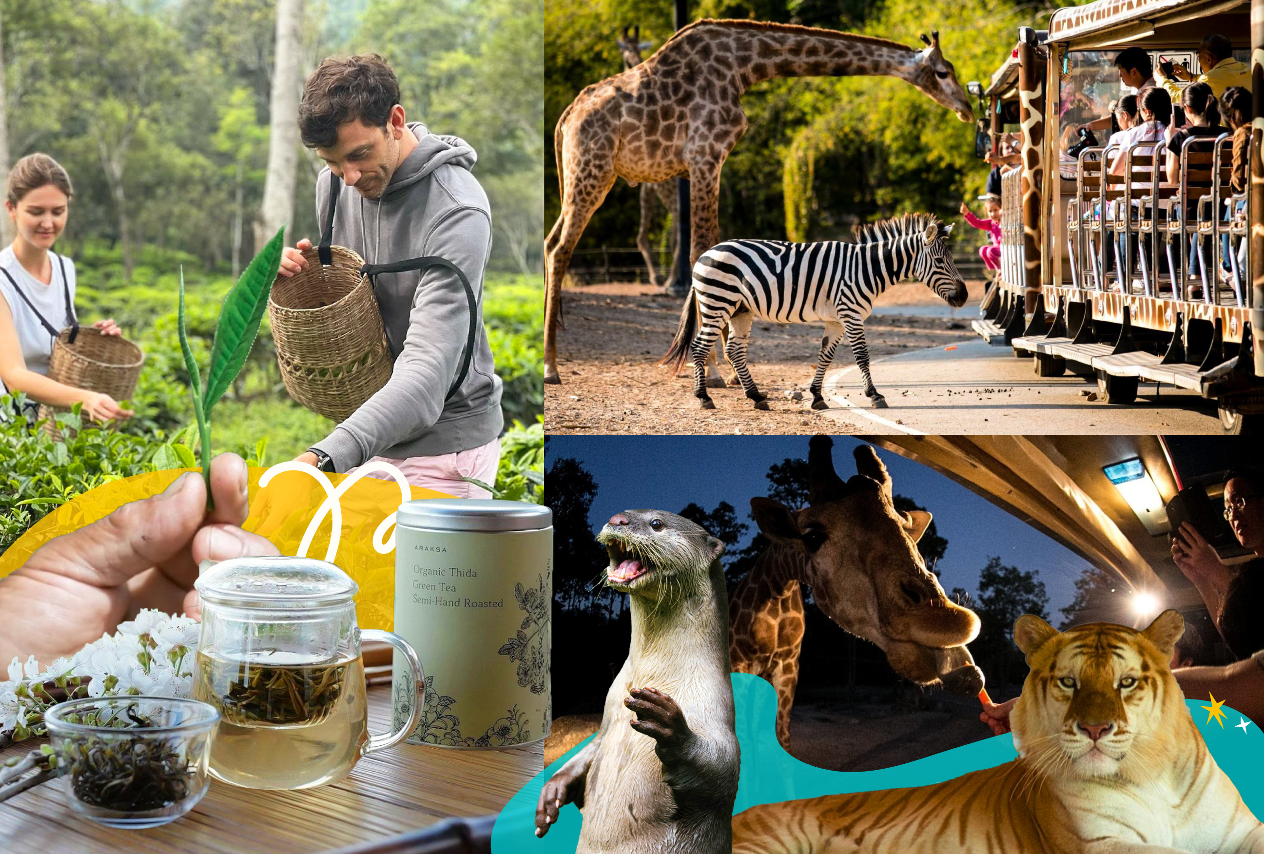 Chiang Mai Araksa Tea Garden & Night Safari Half-Day Private Tour