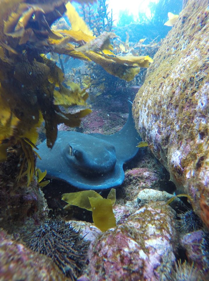 PADI Open Water Diver Course in Hahei with PADI Dive Center