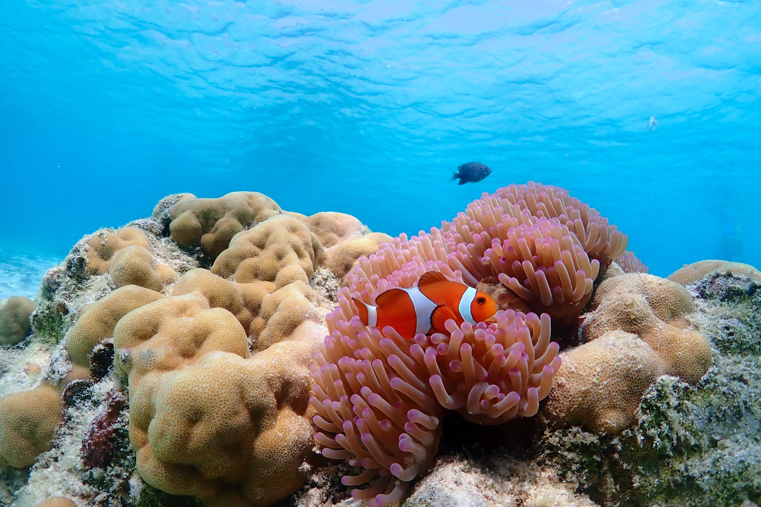 Finding Nemo Private Speedboat tour From Pattaya