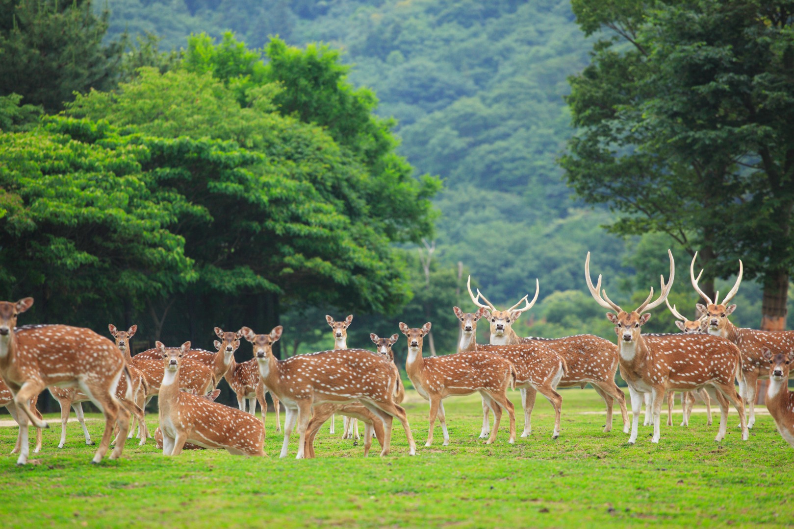 姬路中央公園門票