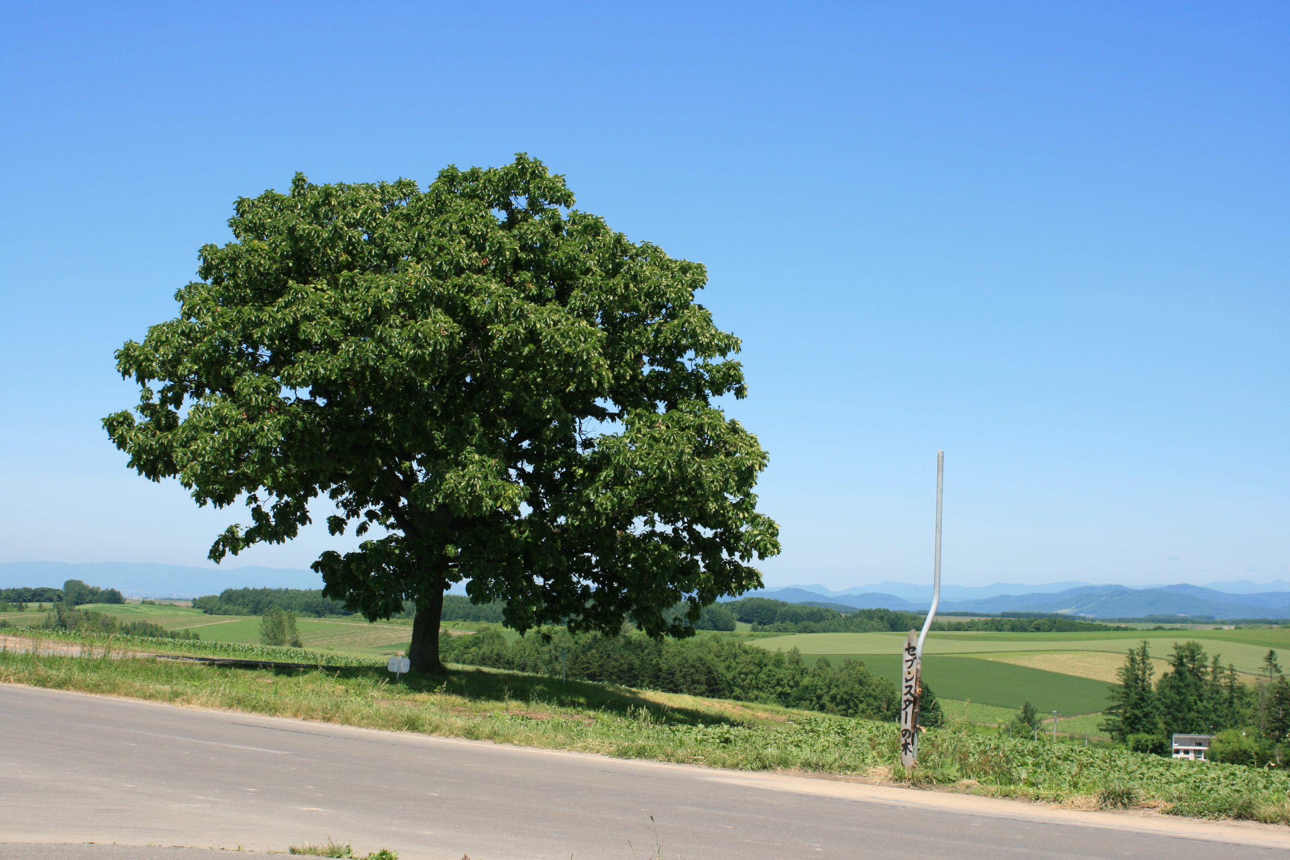 廣闊田野與藍天白雲構成標誌性風景。