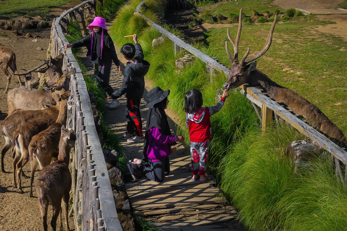 在開放式保護區中,享受餵食友善小鹿的獨特體驗 在開放式保護區中,享受餵食友善小鹿的獨特體驗