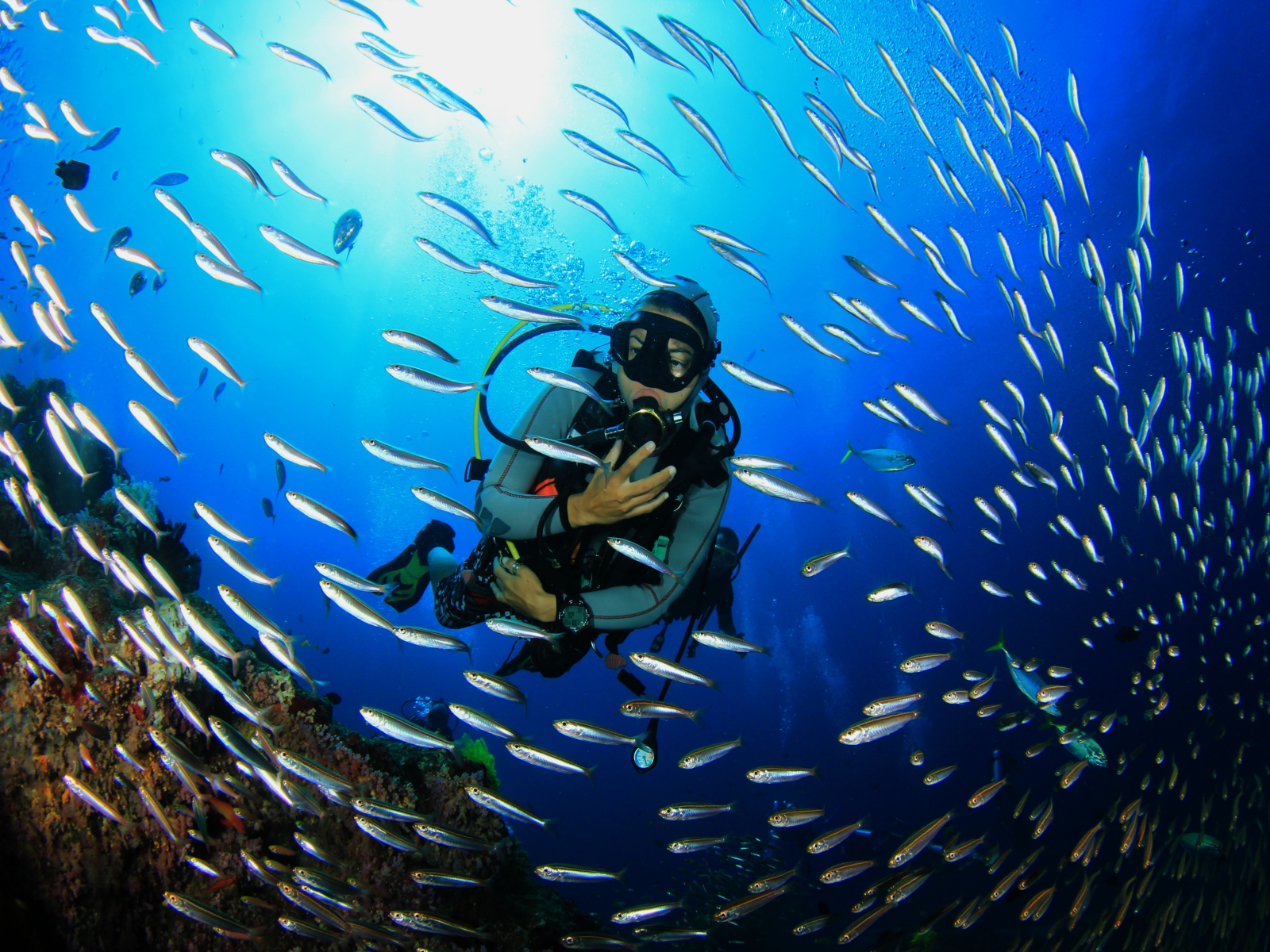 Intro-Diving at Ras Mohammed & White Island in Sharm El Sheikh