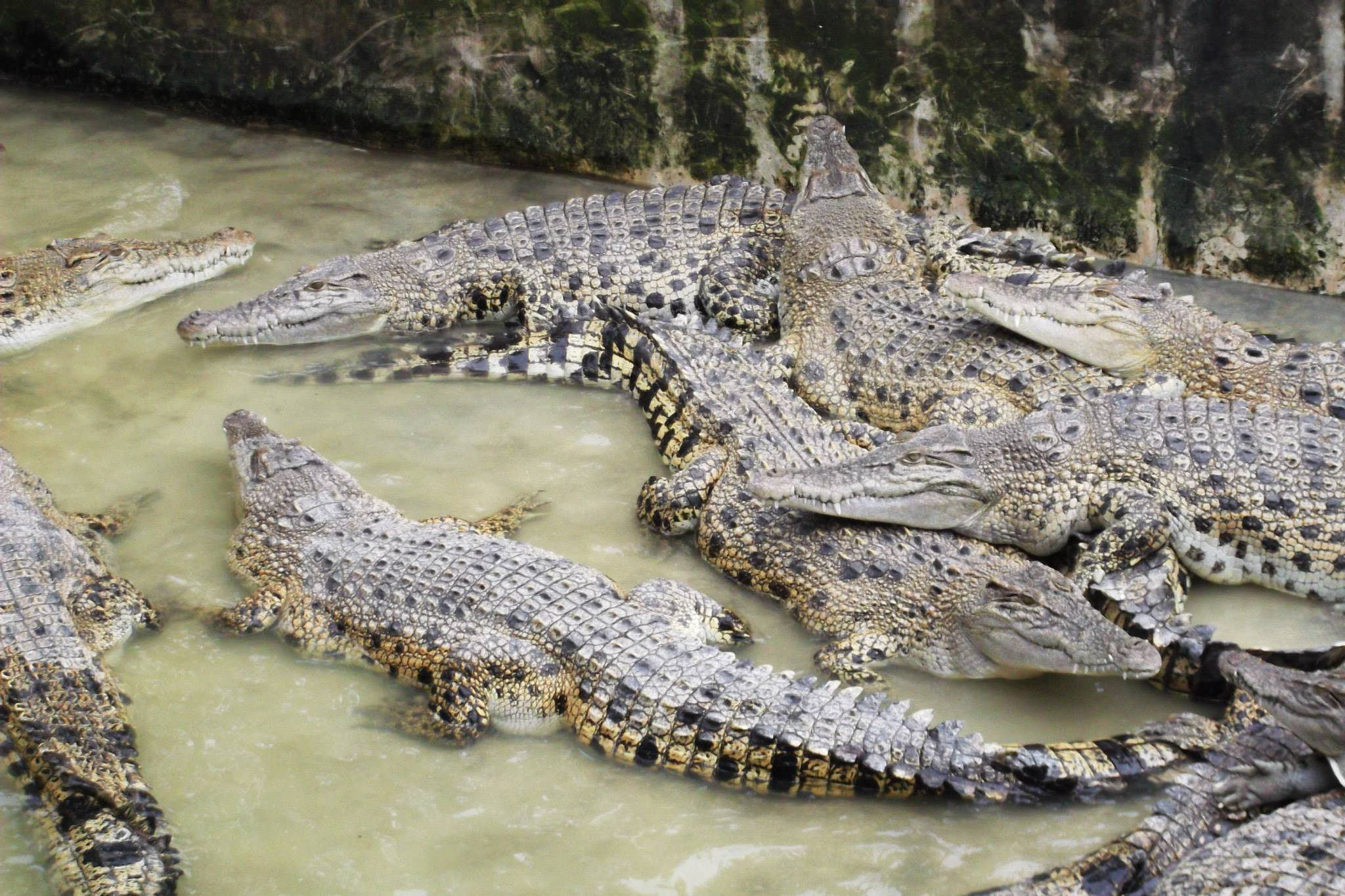 Get up close with crocodiles at Teluk Sengat Crocodile Farm in our thrilling 1D Senai Farm & Desaru Adventure!