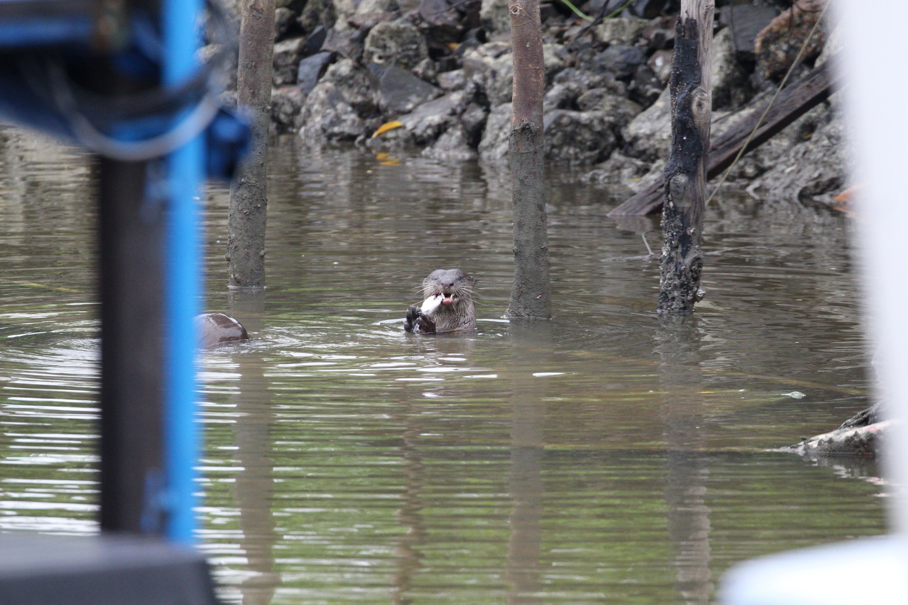 搭乘遊船，暢遊丹絨魯河、吉薩河及吉林河，欣賞水域及岸邊豐富多樣的野生動植物