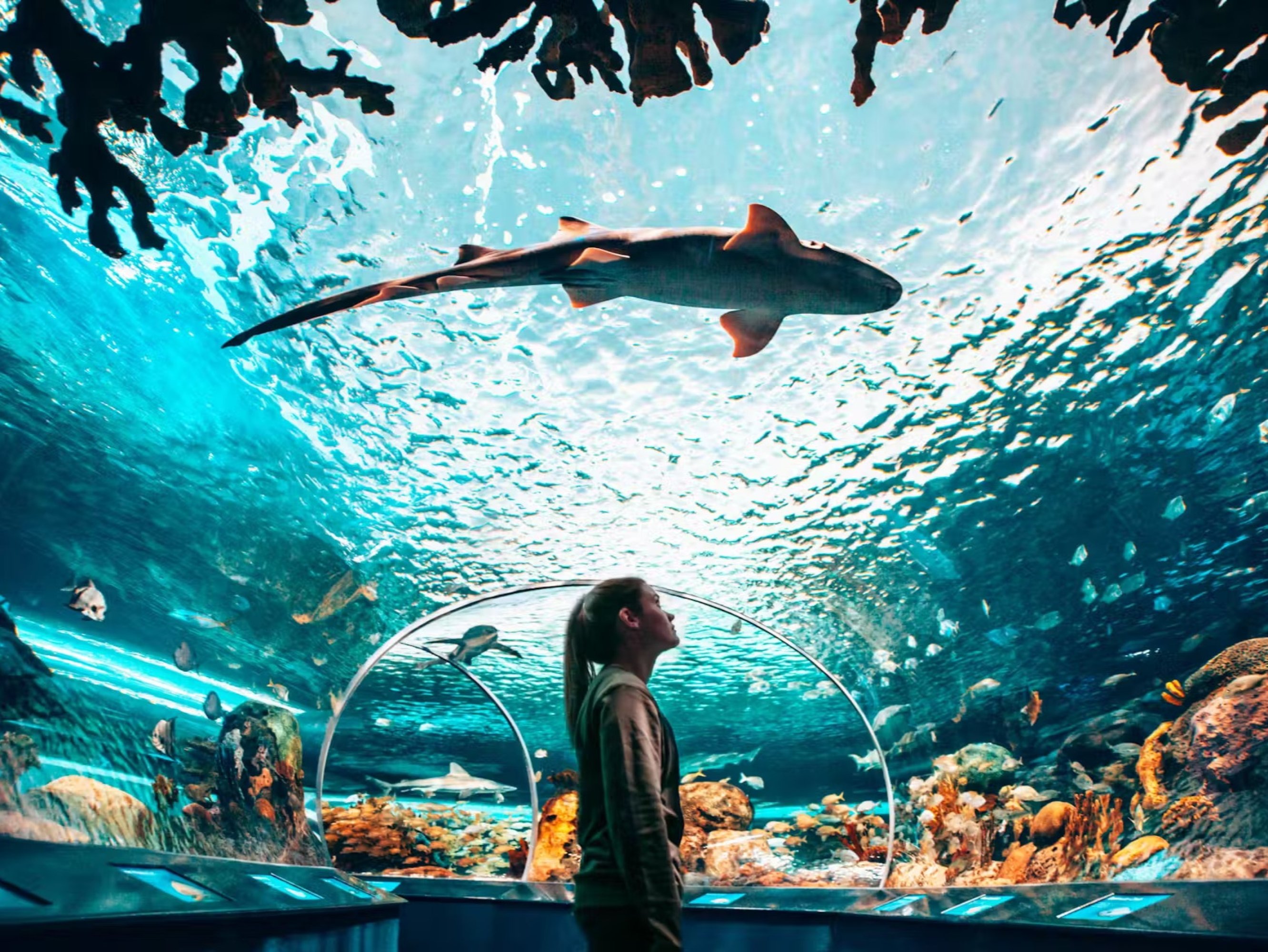 加拿大里普利水族館：夜探鯊魚