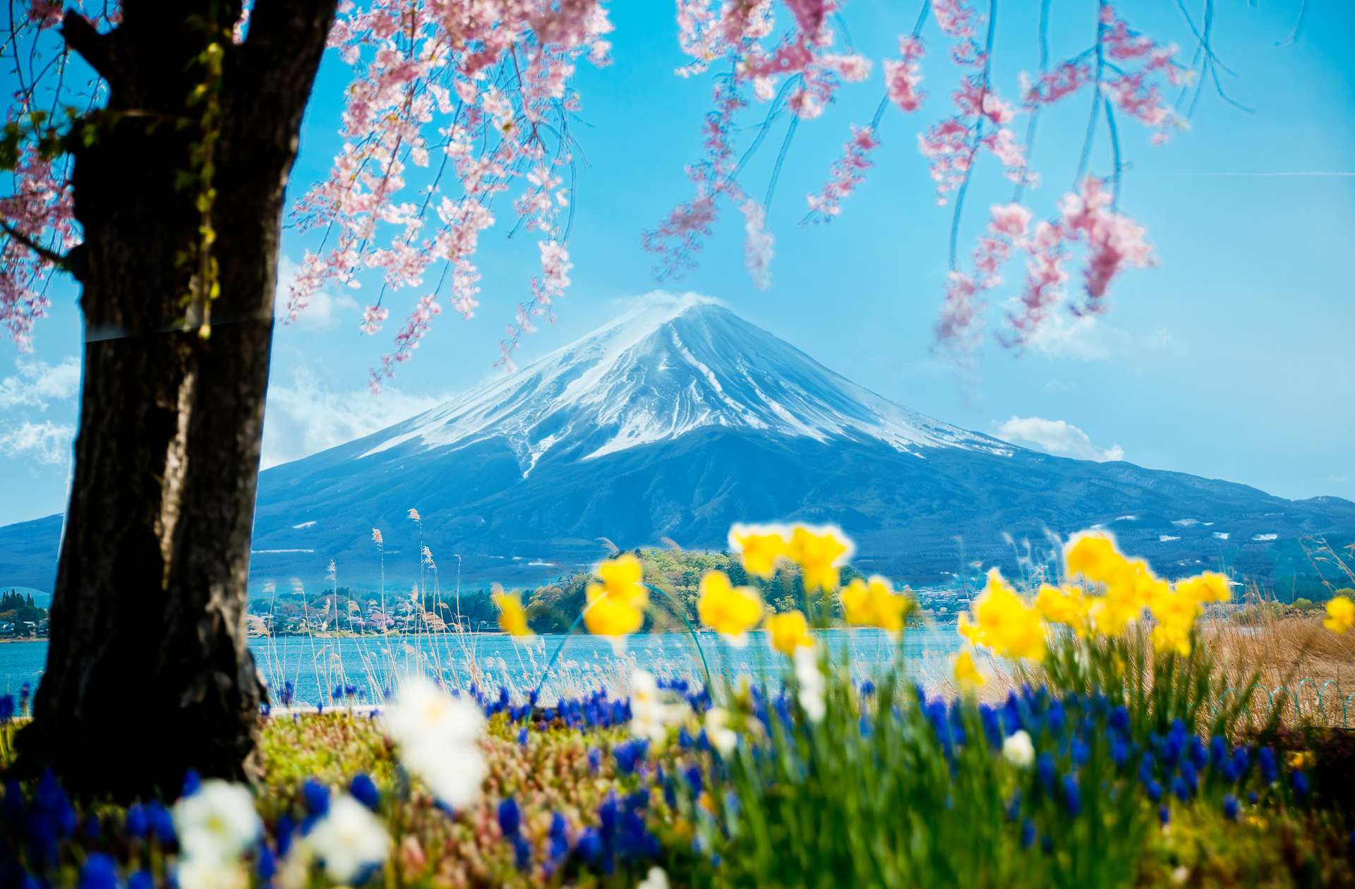 大石公園春日花開,富士山靜靜佇立天際~ 大石公園春日花開,富士山靜靜佇立天際~