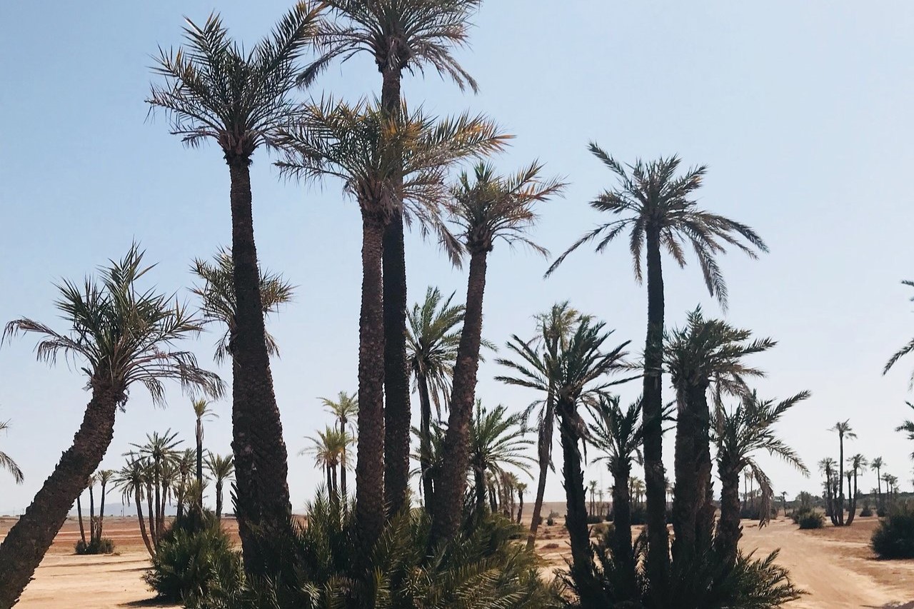 Palm Grove Buggy Ride Adventure in Marrakech