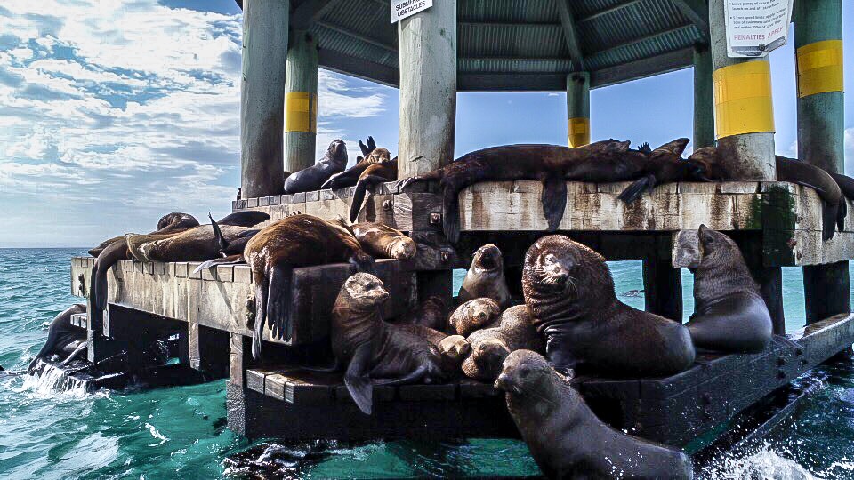 Snorkel With The Seals Experience in Mornington Peninsula