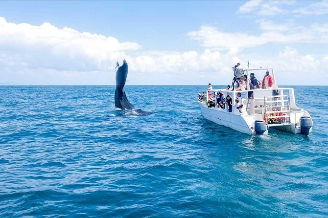 Wonders of Whales and Island Escape: An Adventure in Samaná