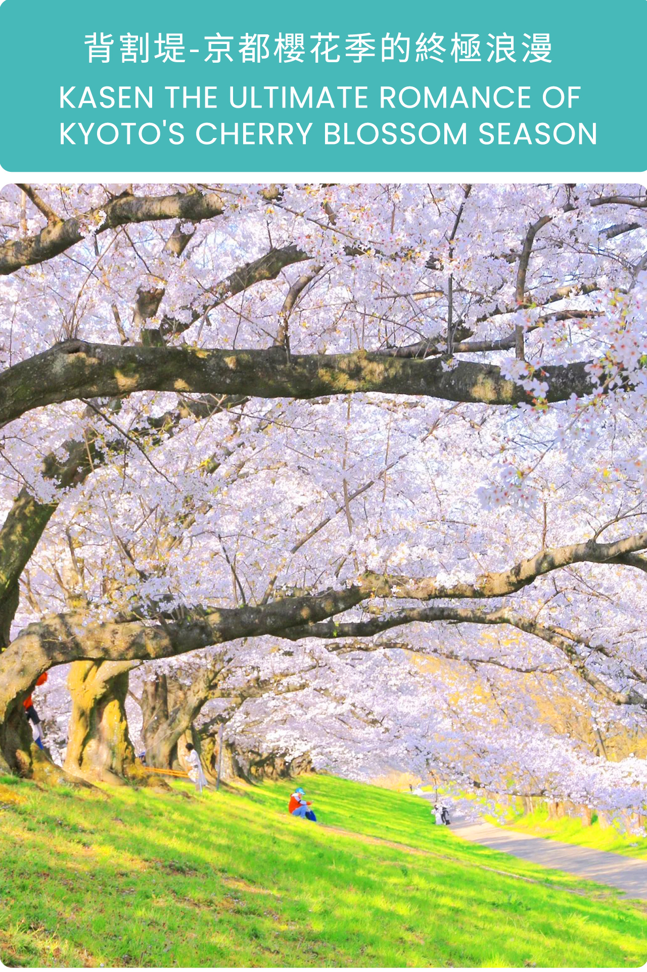 背割堤以綿延數公里的櫻花隧道聞名,春風吹拂時花雨紛飛,是京都櫻花季最具規模與震撼感的賞櫻步道。 背割堤以綿延數公里的櫻花隧道聞名,春風吹拂時花雨紛飛,是京都櫻花季最具規模與震撼感的賞櫻步道。