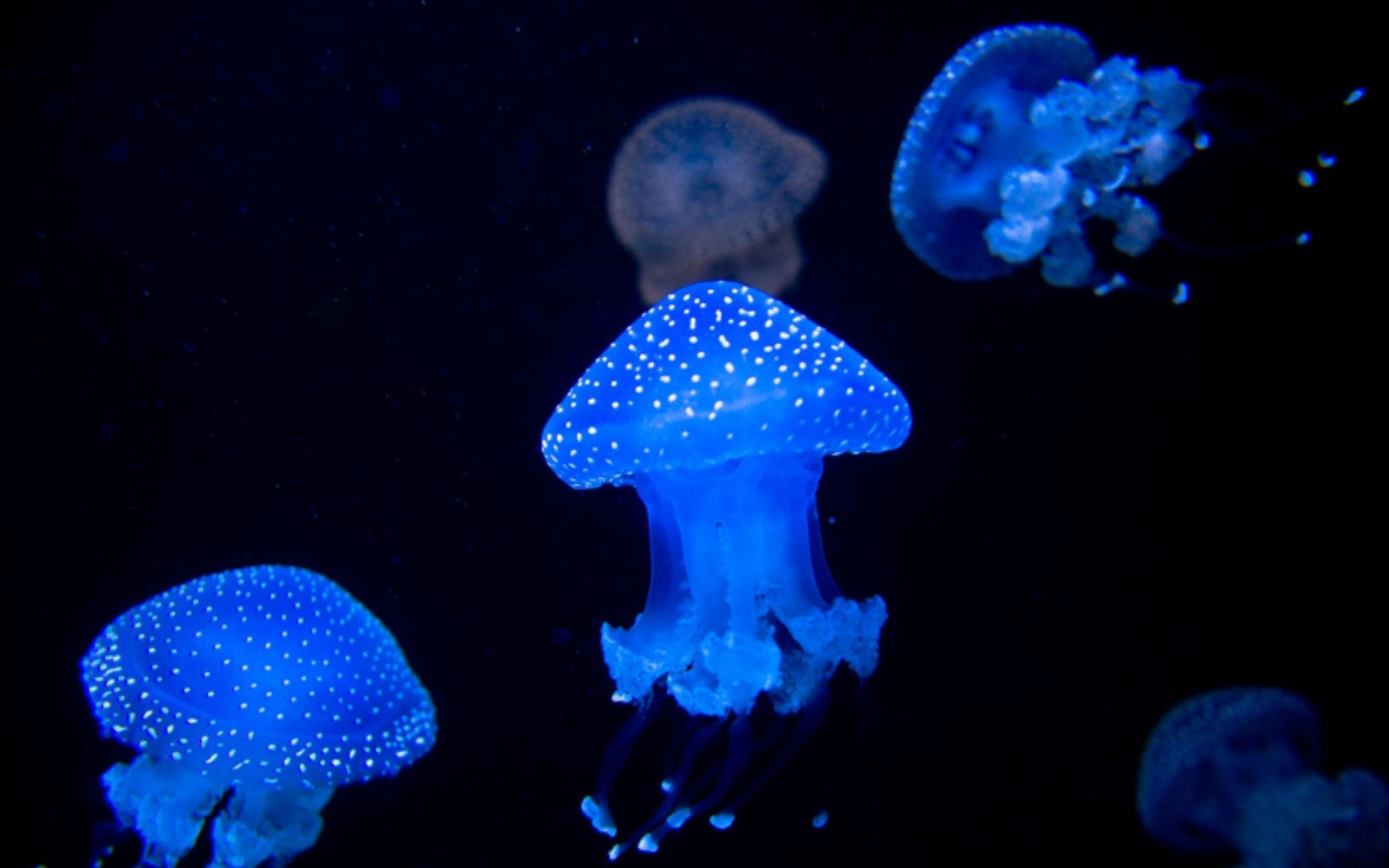 霓虹水母在黑暗的水中緩緩漂流,散發著迷人而空靈的柔和光芒。 霓虹水母在黑暗的水中緩緩漂流,散發著迷人而空靈的柔和光芒。