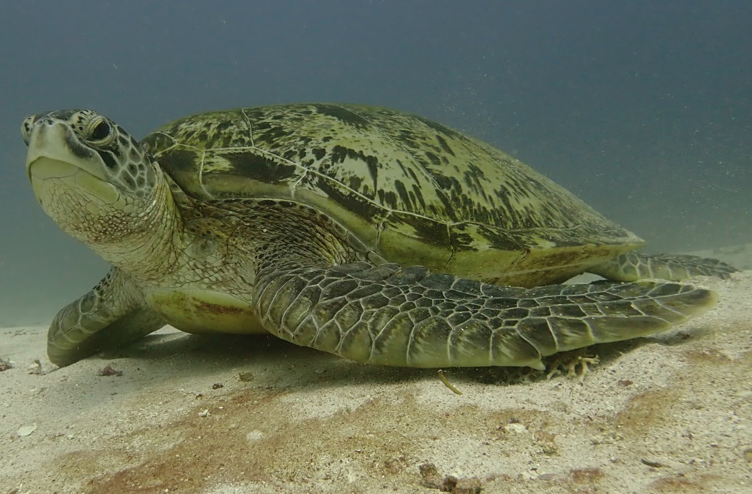 Komodo Mastery: Advanced Open Water Diver Course with PADI 5* Center