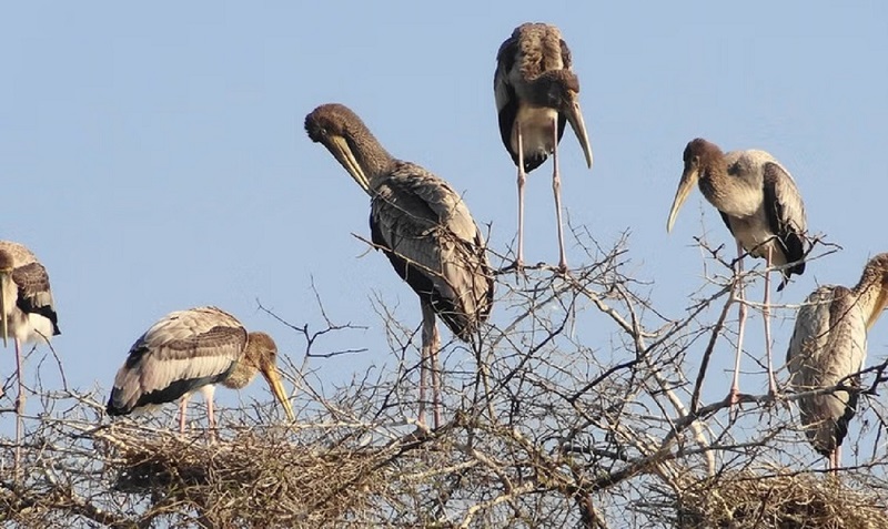 A Day Trip of Fatehpur Sikri, Bird Sanctuary, Chand Baori from Agra