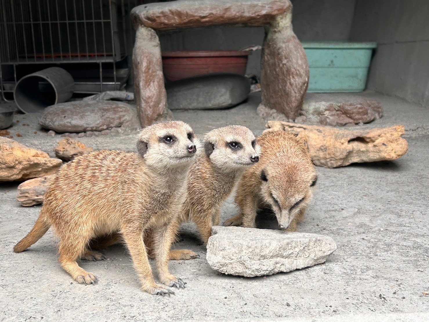 Changpi Lake Elf Village Cute Animal Area