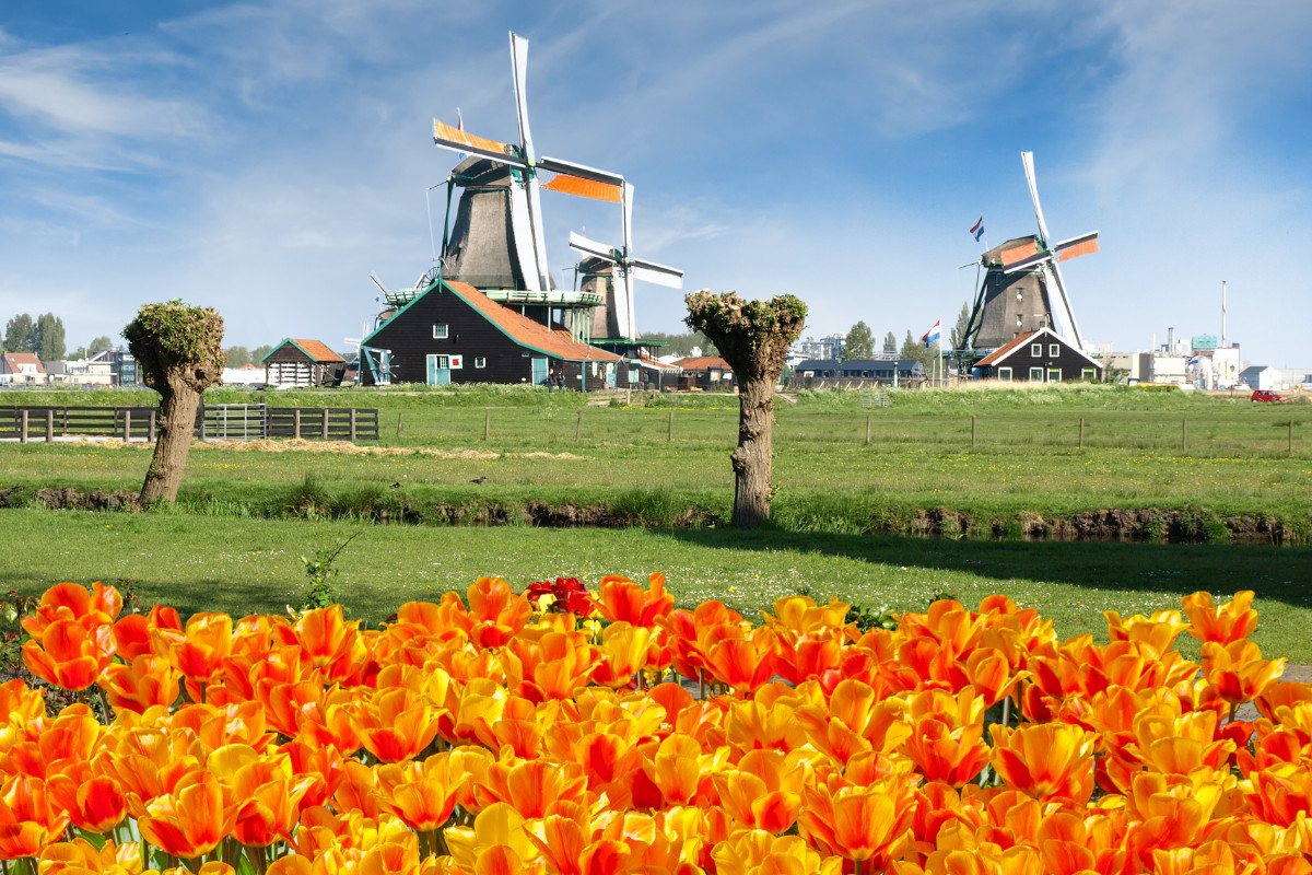 Windmills and tulips