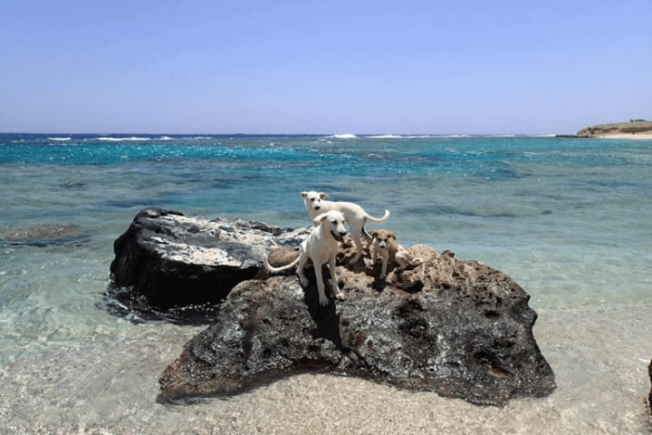 扎伊納營地沙姆沙伊赫紅海海灘 (Port ghalib : Sharm EL-Lole Beach  Zaina Camp)