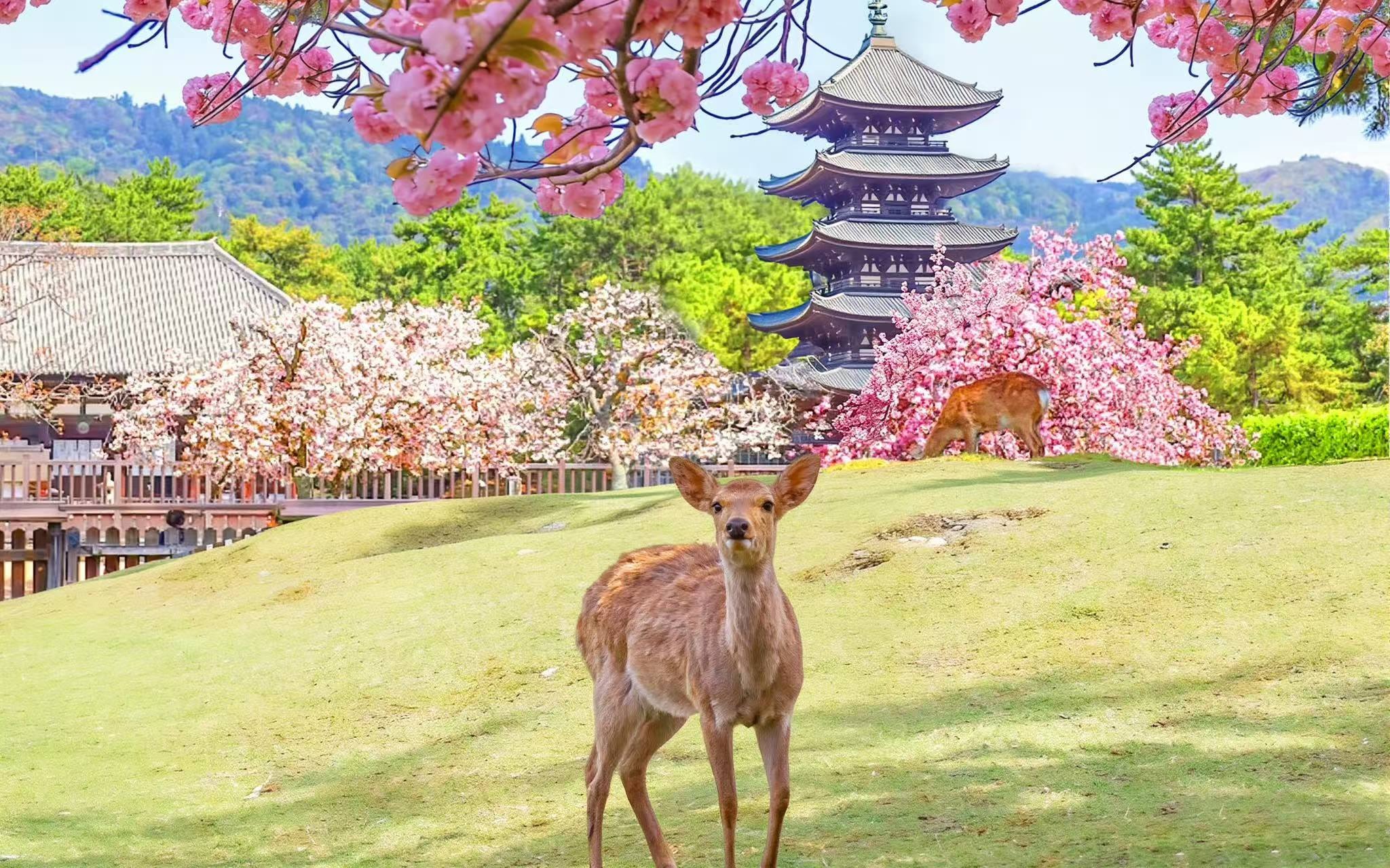 [One-Day Tour of Three Ancient Capitals in Kansai, Japan] World Heritage Sites Todai-ji Temple & Byodo-in Temple & Fushimi Inari Shrine's Thousand Torii Gates & Adorable Deer in Nara Park & Uji Matcha Gourmet Street (Departing from Osaka/Kyoto)