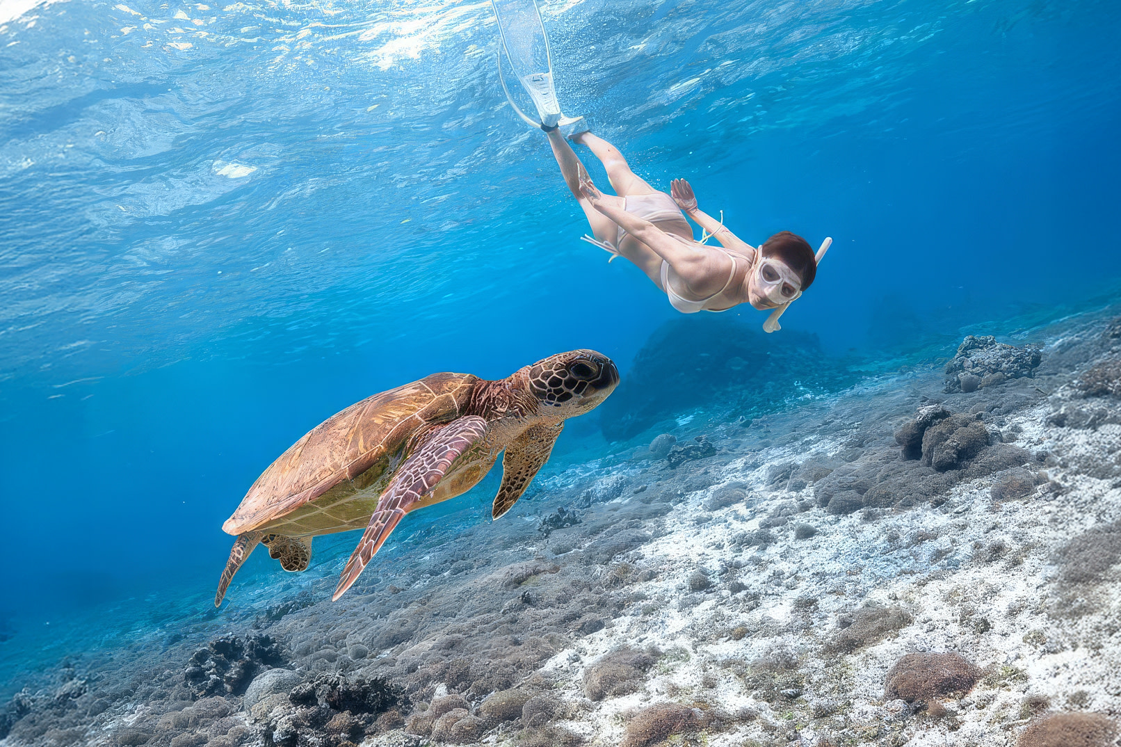 Turtle Snorkeling Mirissa: Expert Guides & 100% Sighting Guarantee