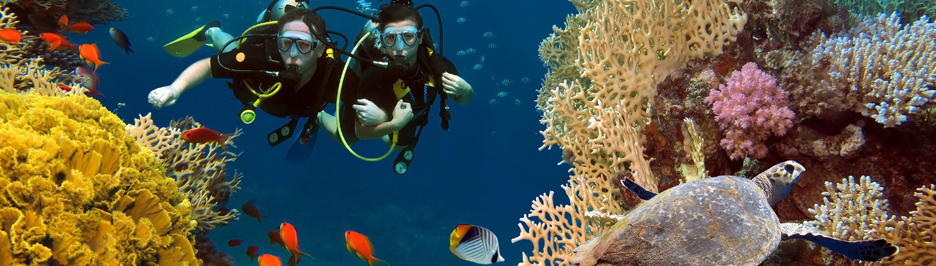 馬薩阿拉姆薩瑪黛海豚屋之旅，含每日一次潛水