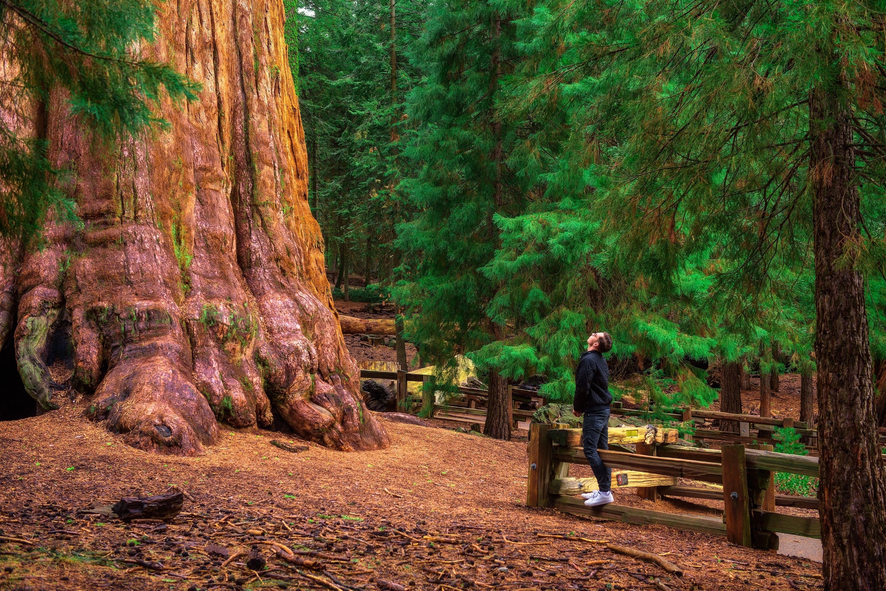 優勝美地國家公園＆巨型紅杉一日遊（舊金山出發）