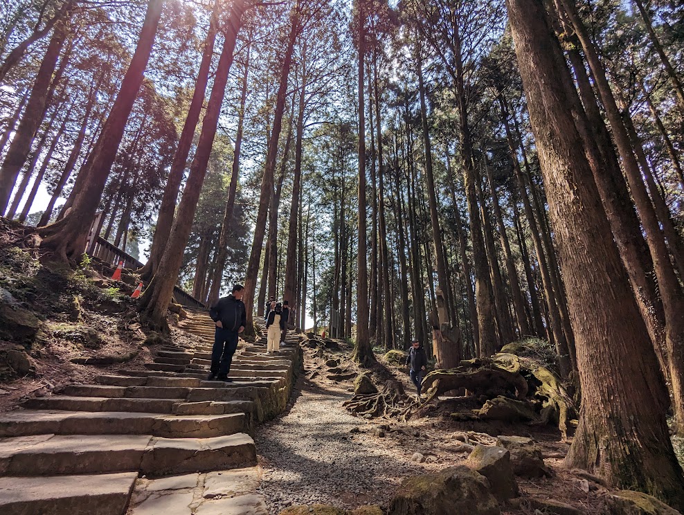 1泊2日 阿里山・太平スカイブリッジツアー（嘉義 / 台北発）