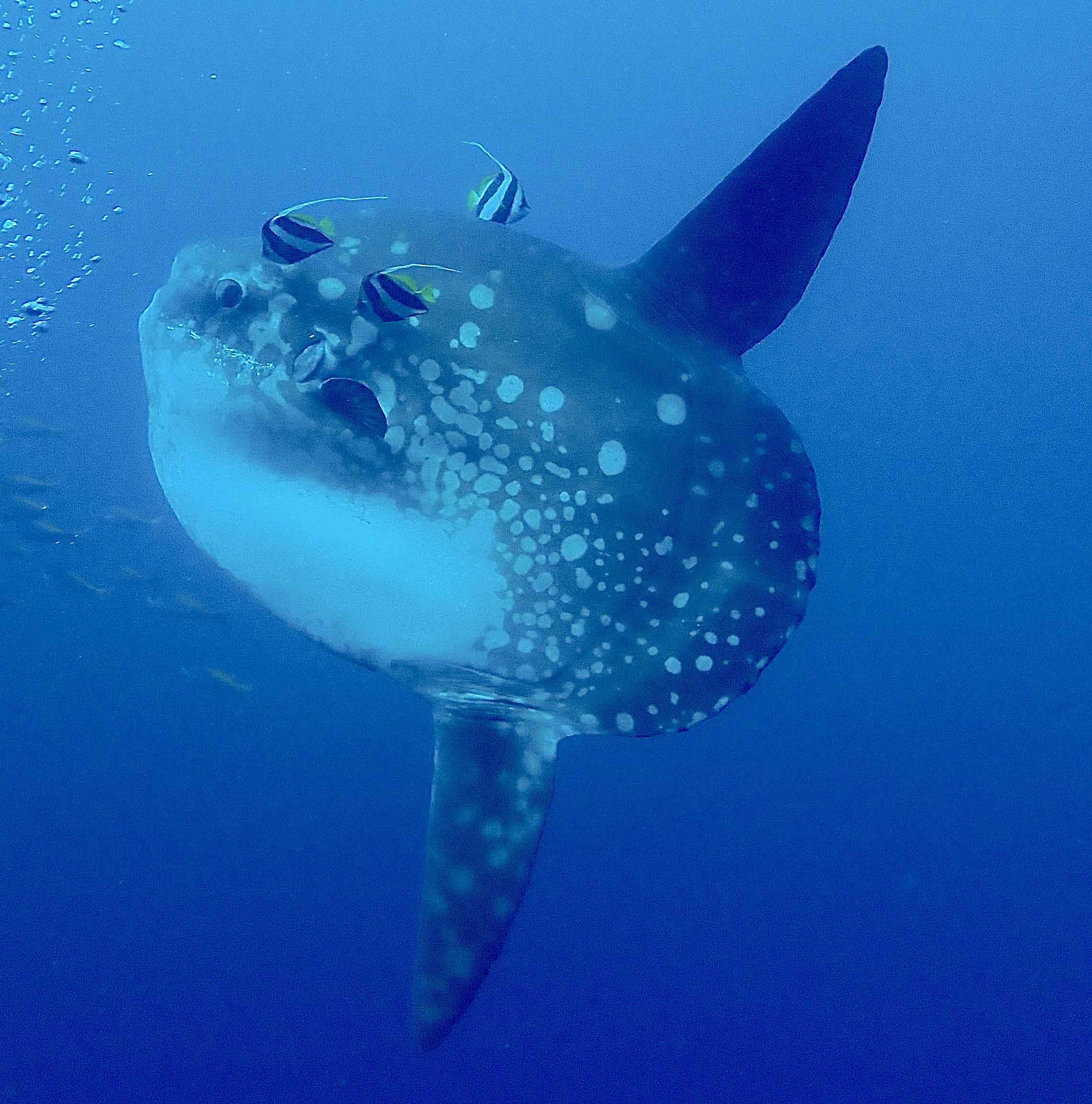 Dive into Nusa Penida: Scuba Discovery with 2 Dives with PADI Center