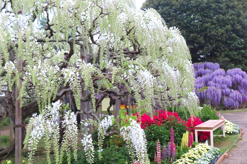 【東京近郊】足利花卉公園&草莓園採果體驗&佐野 Premium Outlets 一日遊（私人包車）