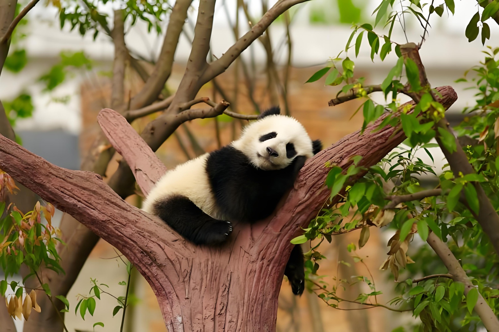 Visit Beijing, watch Peking Opera, eat roast duck, see giant pandas, and taste special food attractions