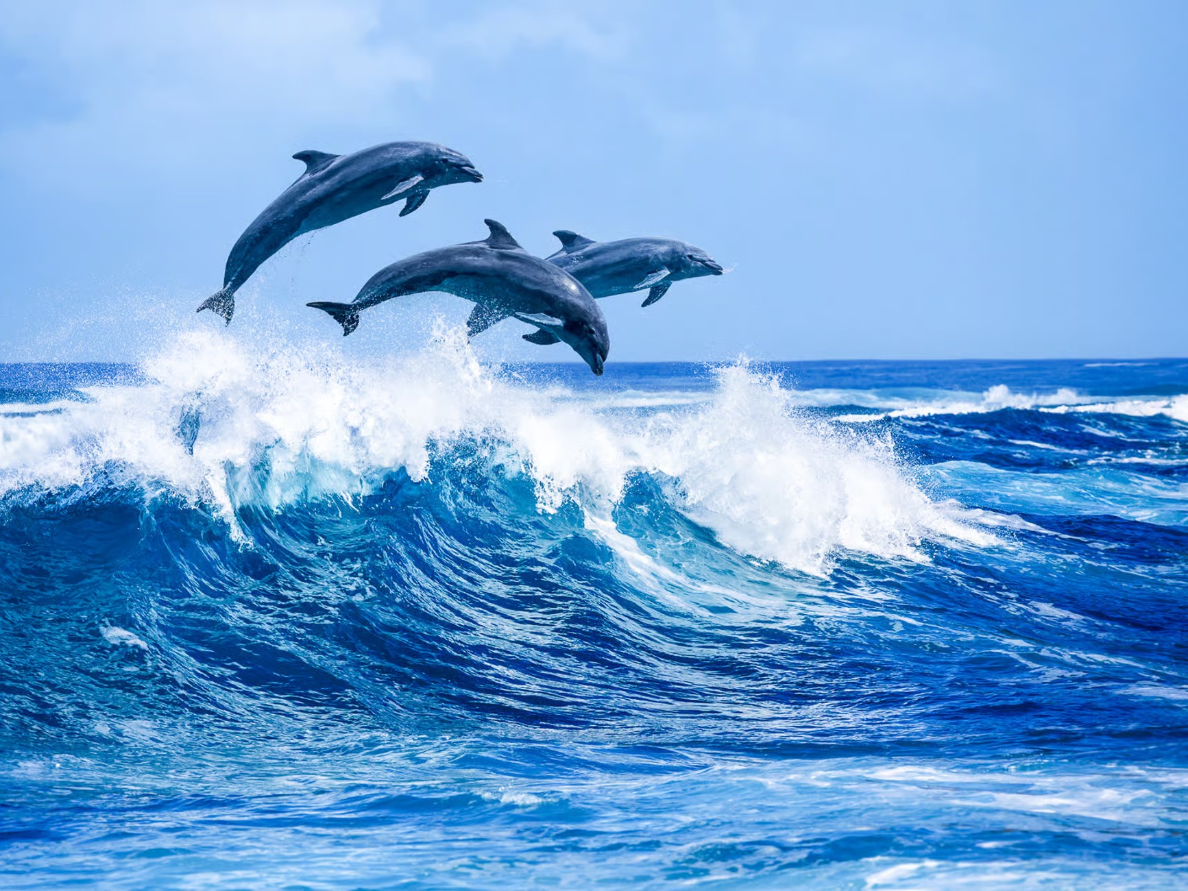Watch playful dolphins jump gracefully beside the catamaran, creating moments of pure island magic