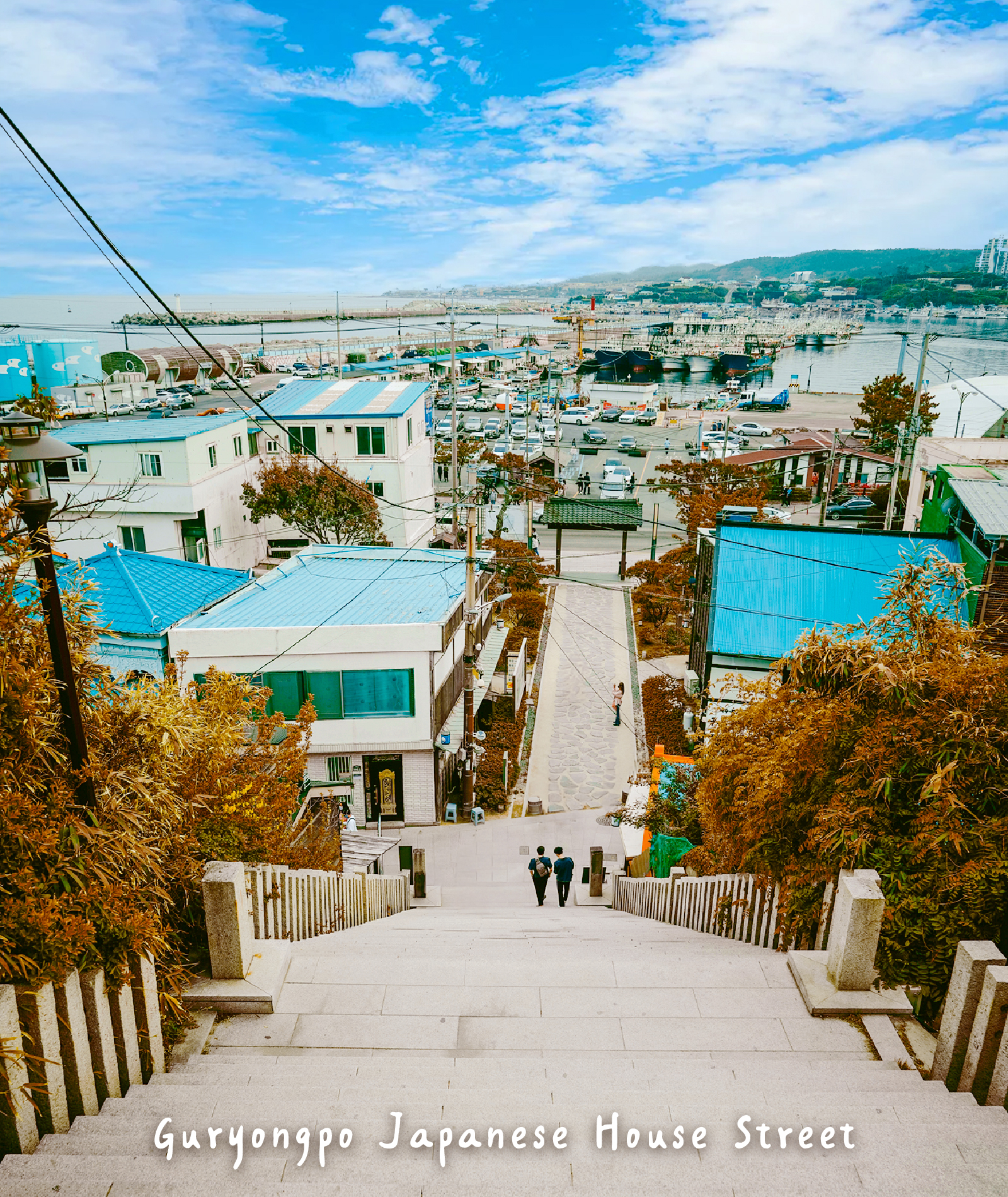 Pohang Space Walk x Cherry Blossom, Guryongpo, Homigot Canola Flower