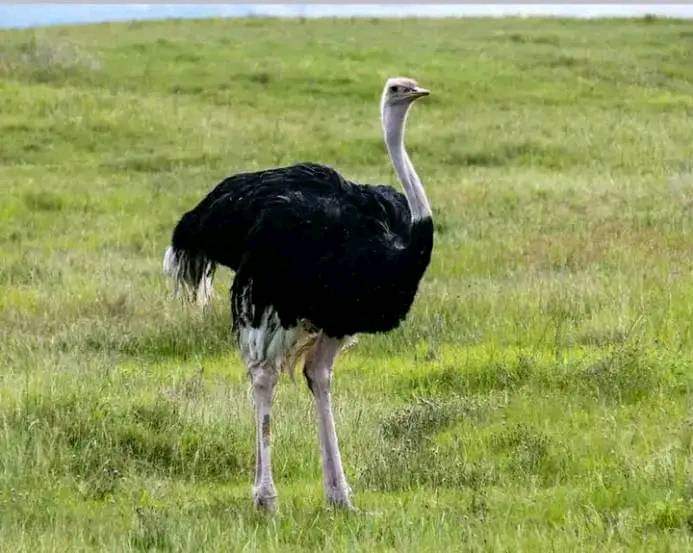 One Day Nairobi Safari – National Park & David Sheldrick Orphanage