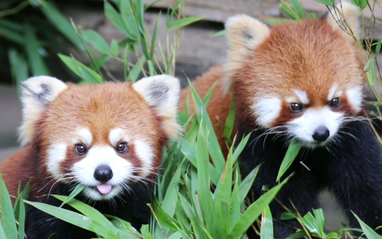 Panda Valley is dedicated to the wild training and breeding research of giant pandas. You can observe the life and behavior of giant pandas up close.