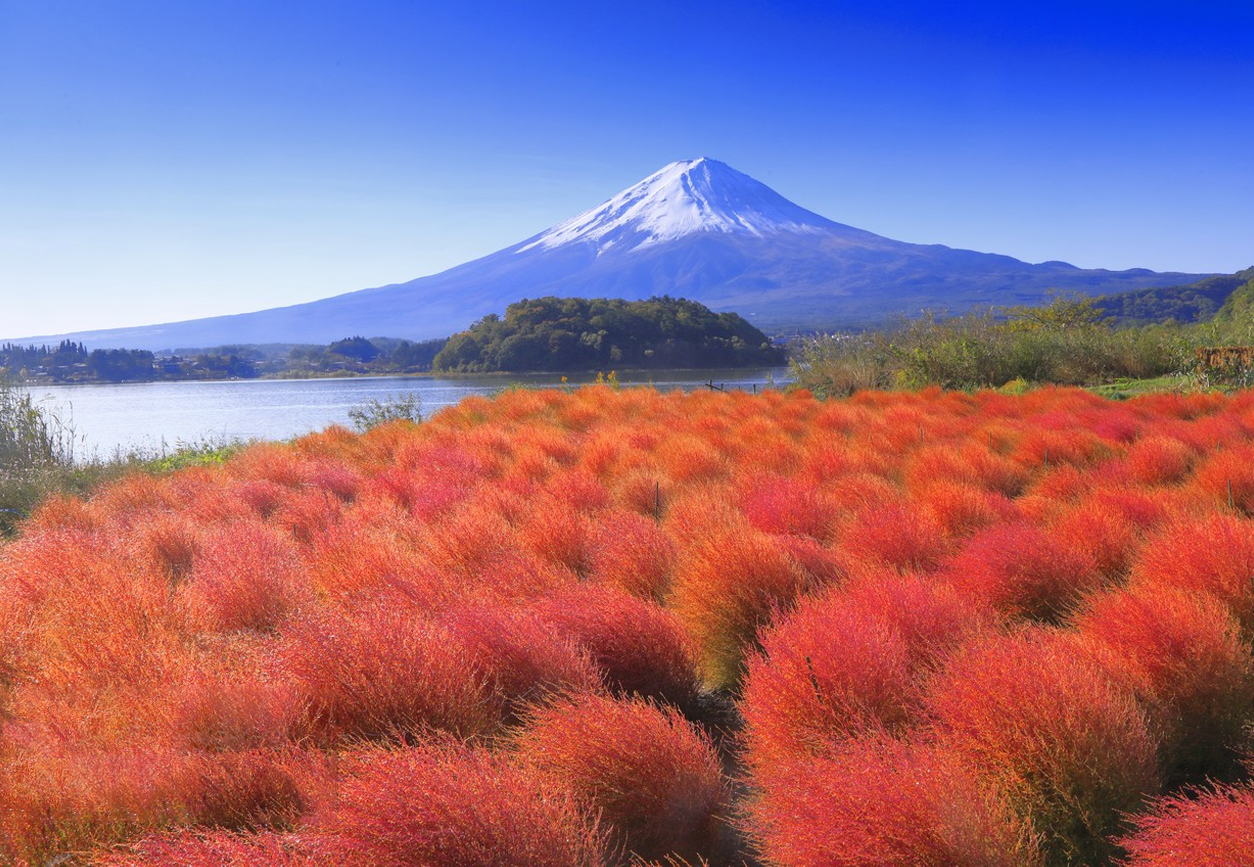 Autumn is in full swing at Daishi Park, with red leaves and broom grass ablaze with color.