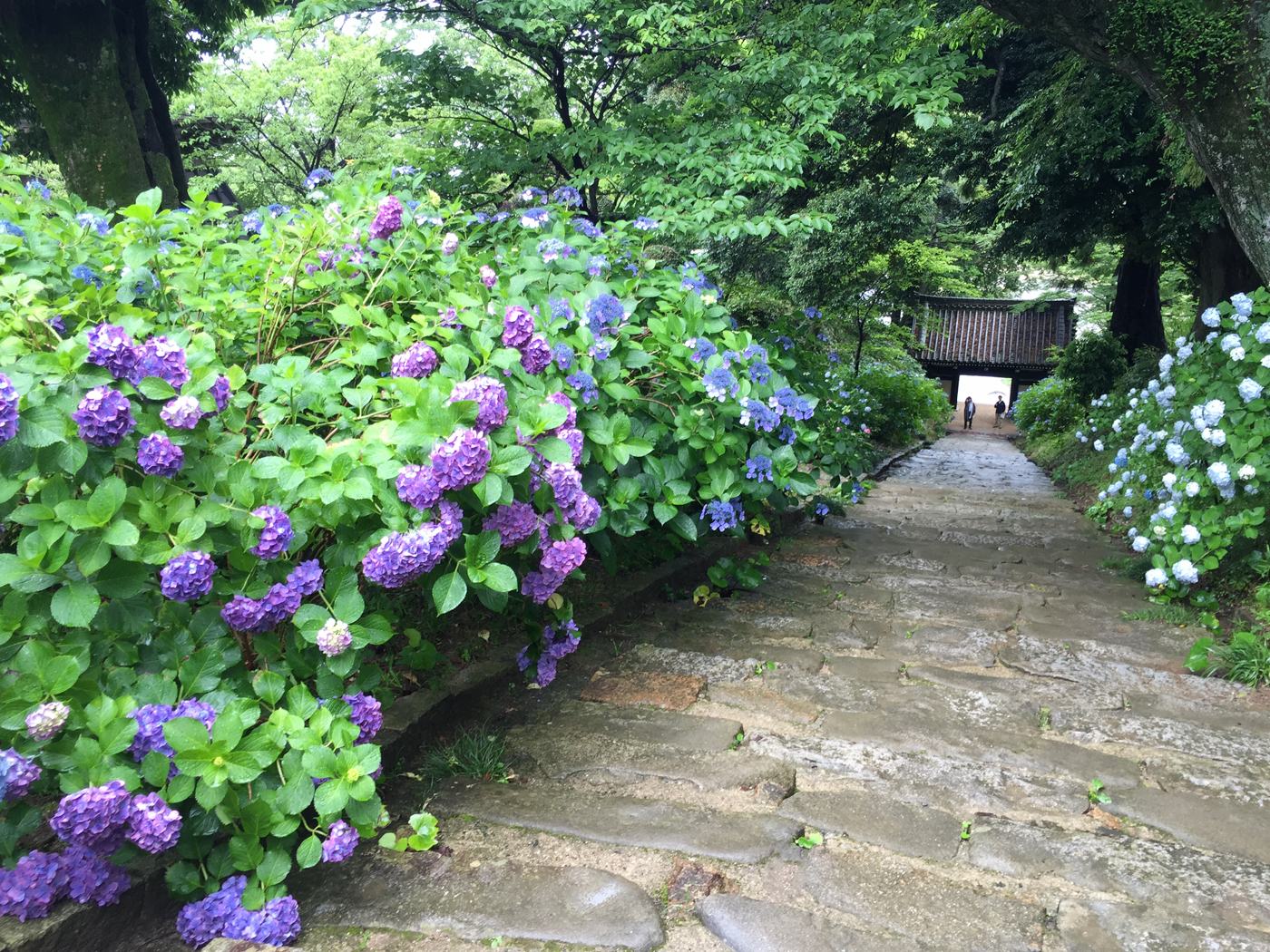 Ibaraki Flower Sea×Sea Torii×Hydrangea Temple×Seafood Market Panorama 1-Day Tour｜Chinese/English Tour Guide (Depart from Tokyo)