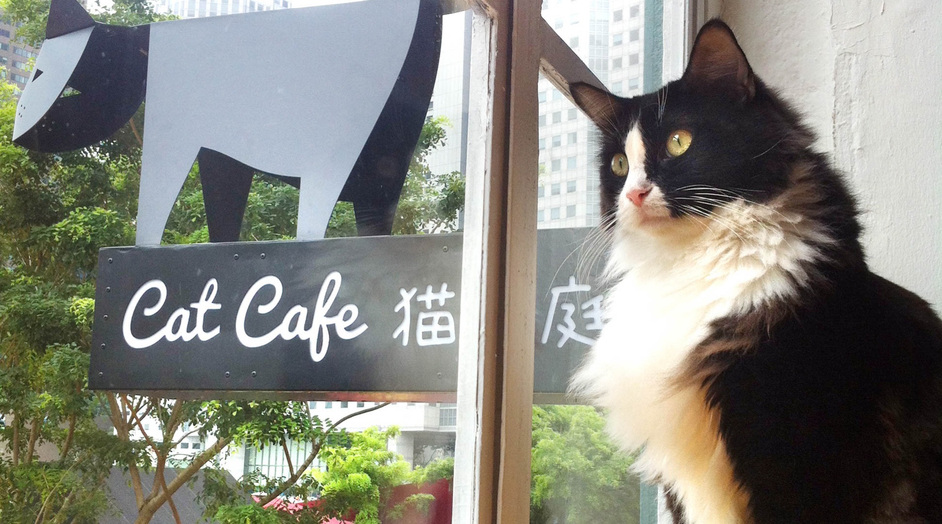 [SALE] Cat Cafe Neko no Niwa Entrance Fee in Boat Quay Sale 17 Ticket KD
