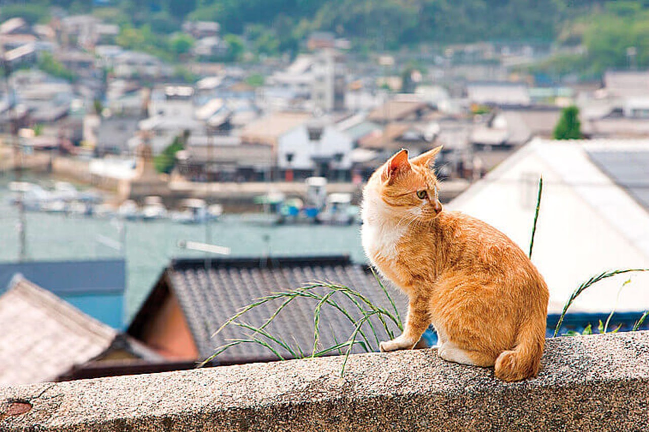 Onomichi and Fukuyama 1 Day Bus Tour from Hiroshima or Fukuyama